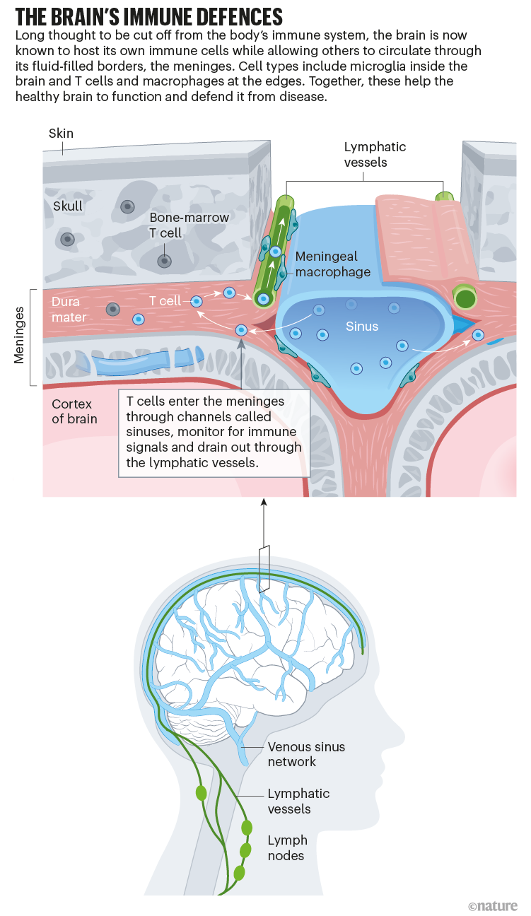 The brain's immune defences: graphic that shows the venous network and lymphatic vessels and some of the brain's immune cells.