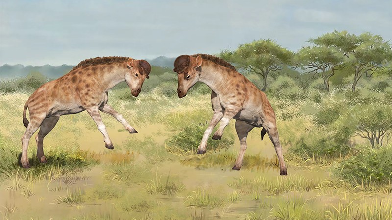 Artists impression of two fighting male Discokeryx xiezhi giraffoids.