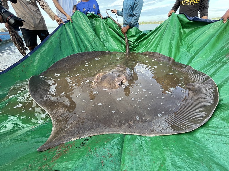 A Mekong Giant Stingray being examined by researchers, then released in the Stung Treng province of Cambodia, May 2022