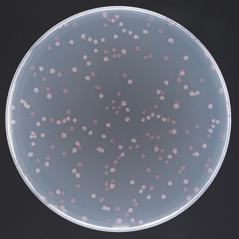 Agarplate med kolonier dannet av E. coli-cellene som ble brukt til å starte LTEE.