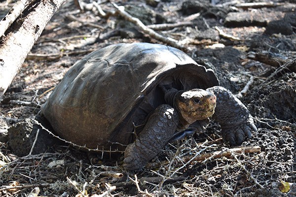 A female tortoise nicknamed “Fernanda”