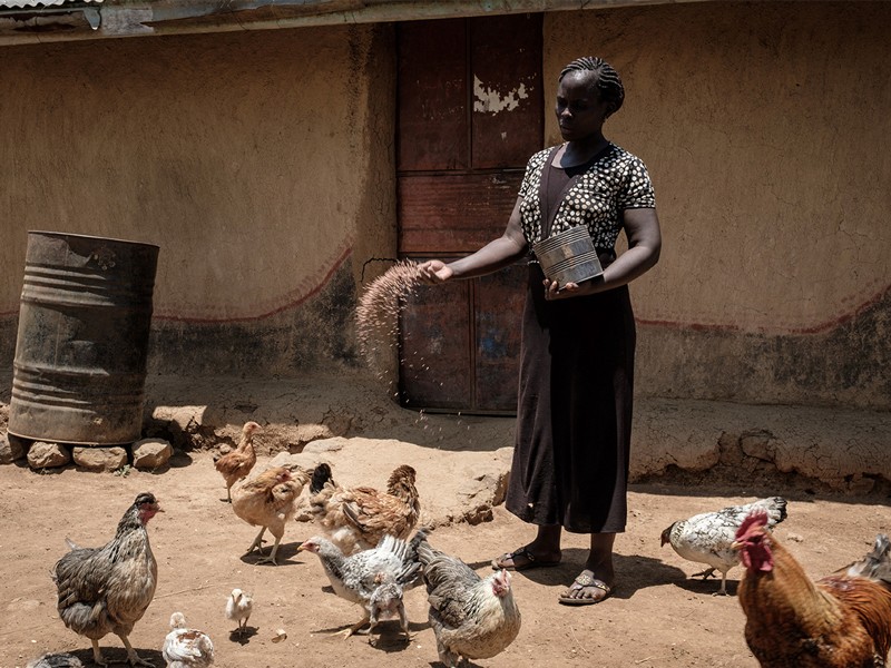 30-year-old Monica, a villager of universal basic income study, feeds chikens at her home in Bondo region, western Kenya.
