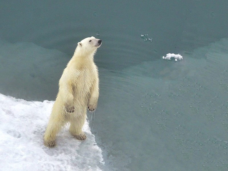 Молодой взрослый белый медведь, стоящий на задних лапах на льду, смотрит вдаль в Восточной Гренландии.