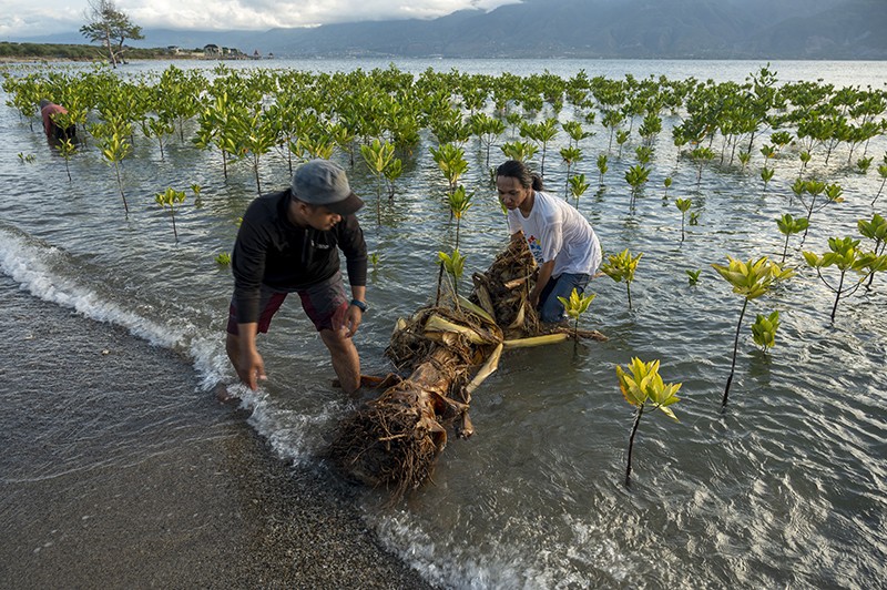 People remove pieces of banana tree trunks stuck in mangroves in Dupa Beach, Palu City, Central Sulawesi Province, Indonesia.