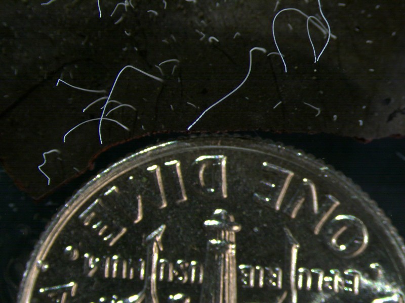 The filaments of Ca. Thiomargarita magnifica are pictured next to a coin