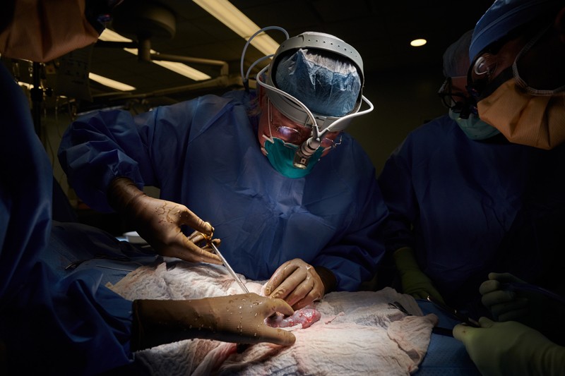 A surgeon performs a xenotransplantation of a genetically engineered non-human kidney to a human.