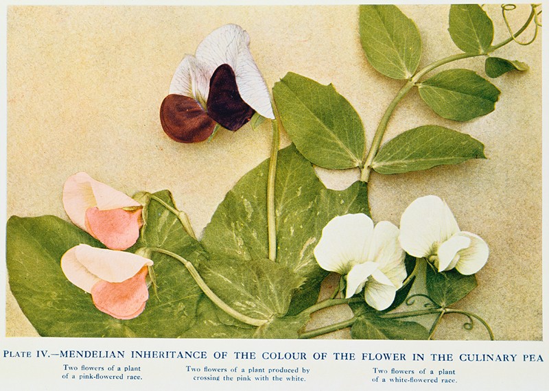 Mendelian inheritance of colour of flower in the culinary pea, 1912.