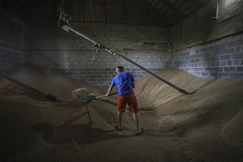 A man shovels wheat grains in a barn filled with wheat in Ukraine
