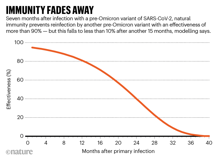 IMMUNITY FADES AWAY. Graph shows the decline in natural immunity to SARS-CoV-2 over time.