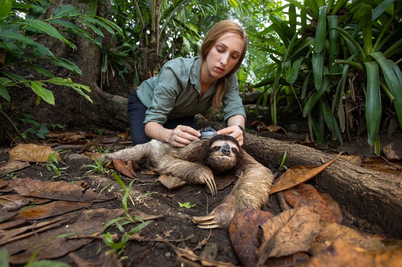 Rebecca Cliffe puts a research backpack on a three-toed brown urban sloth