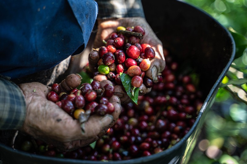Close up shot of a worker holding coffee cherries