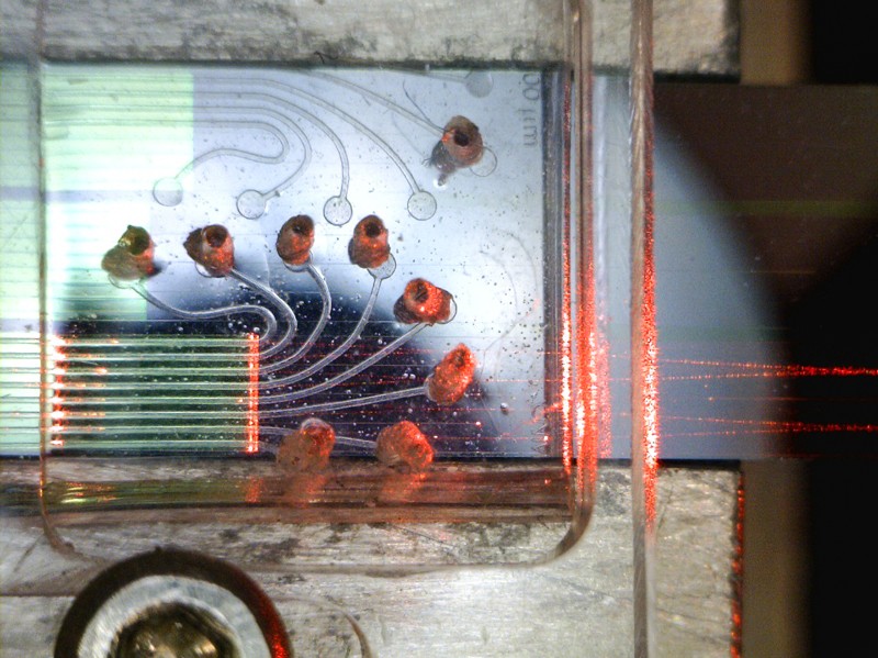Closeup on a multiplexed nanophotonic silicon biosensor with integrated microfluidics