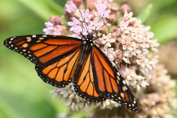 A monarch butterfly stretches its iconic black-lined orange wings as it rests on the pale flowers of a milkweed blossom.