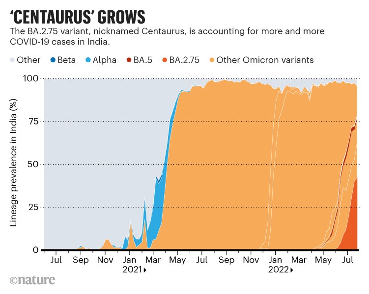 'Centaurus' grows: Chart showing the rising prevalence of the BA.2.75 Omicron variant in India.