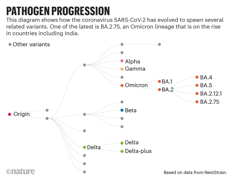Progressione del patogeno: diagramma che mostra come il coronavirus SARS-CoV-2 si è evoluto per generare diverse varianti correlate.