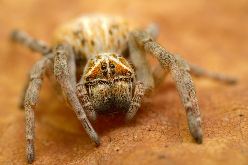 Primer plano de la araña social africana, Stegodyphus dumicola
