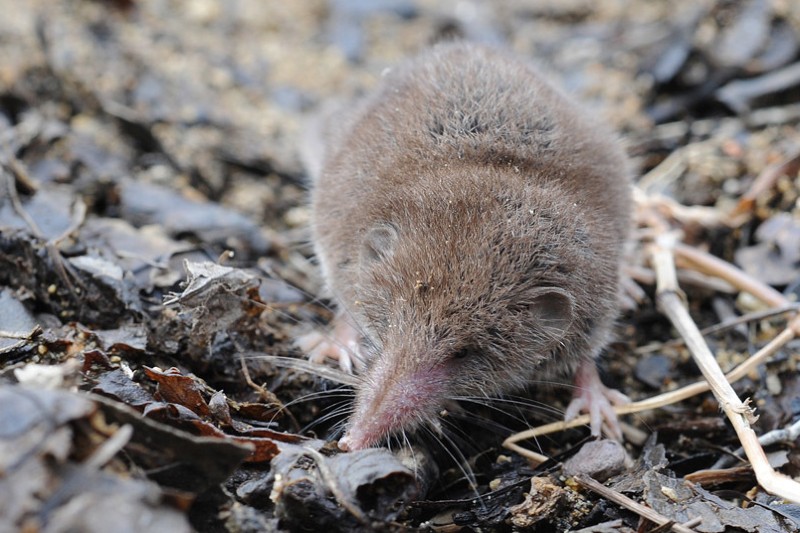 Asian lesser white-toothed shrew in dead leaves