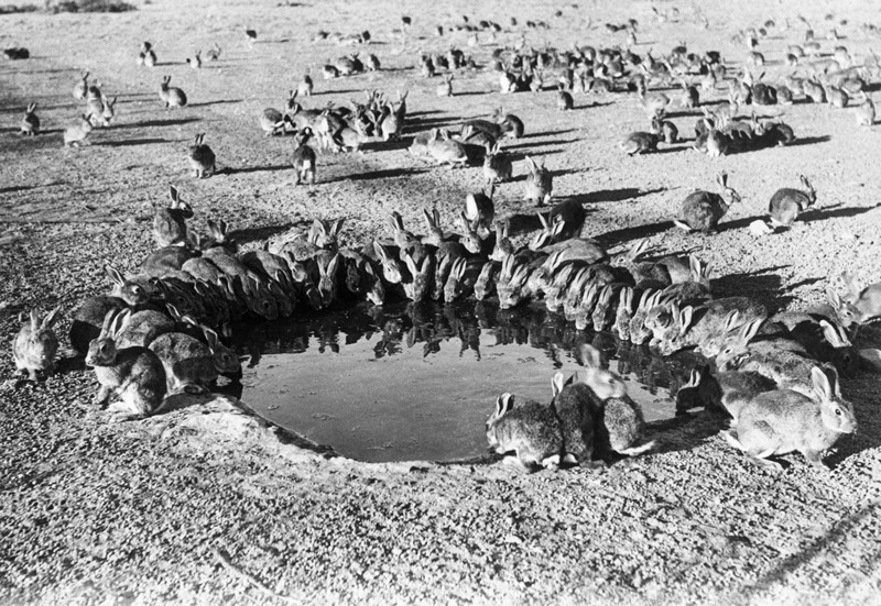 Black and white image from 1961 of many rabbits gathered to drink around a small waterhole in the Australian outback