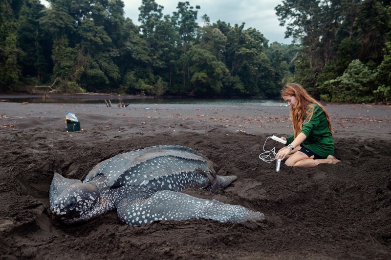 Callie Veelenturf kneels on dark sand next to a leatherback turtle.