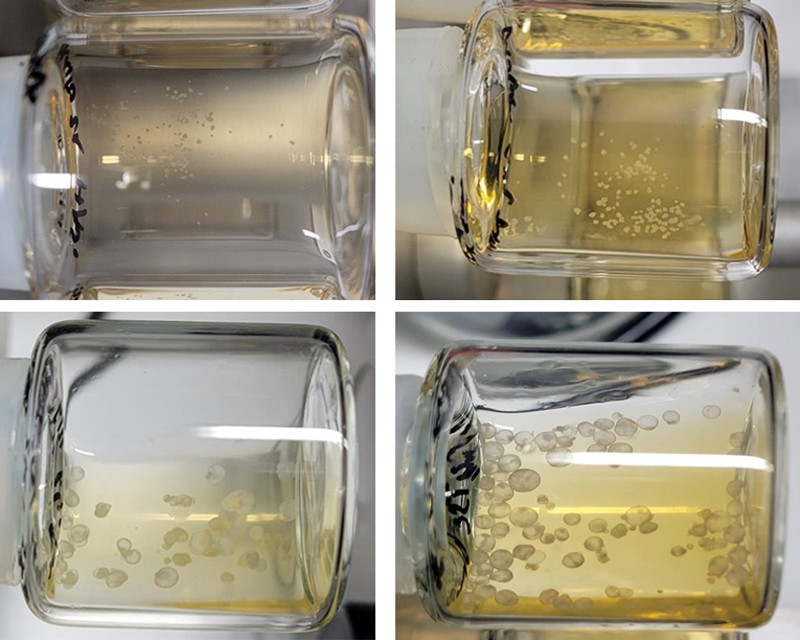 Composite de quatre images de modèles d'embryons de souris synthétiques dans des béchers prises les jours 5 à 8
