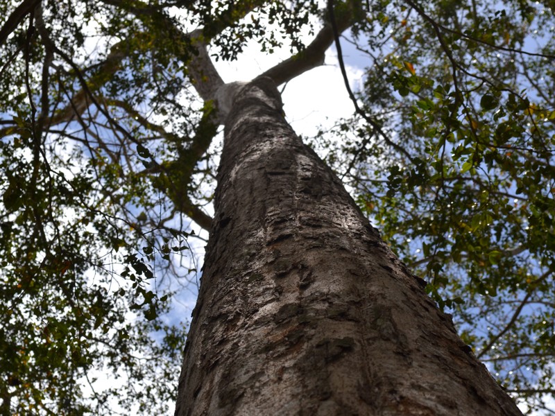 A view looking up the trunk to the canpy of Karomia gigas