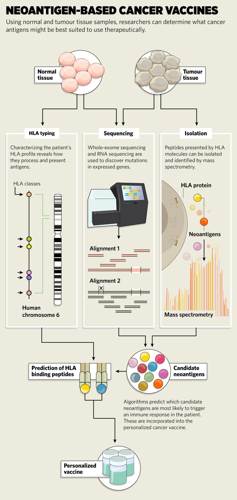 Cancer neoantigens provide new research leads for personalized vaccine ...