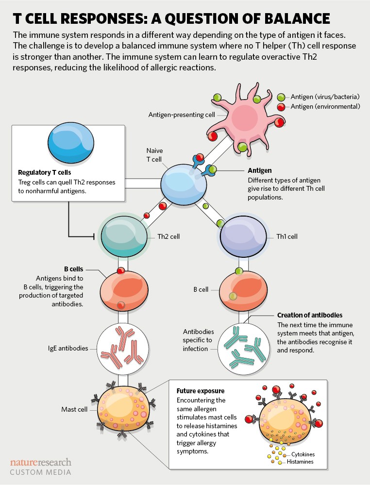 Examining breastmilk for clues in the fight against food allergies