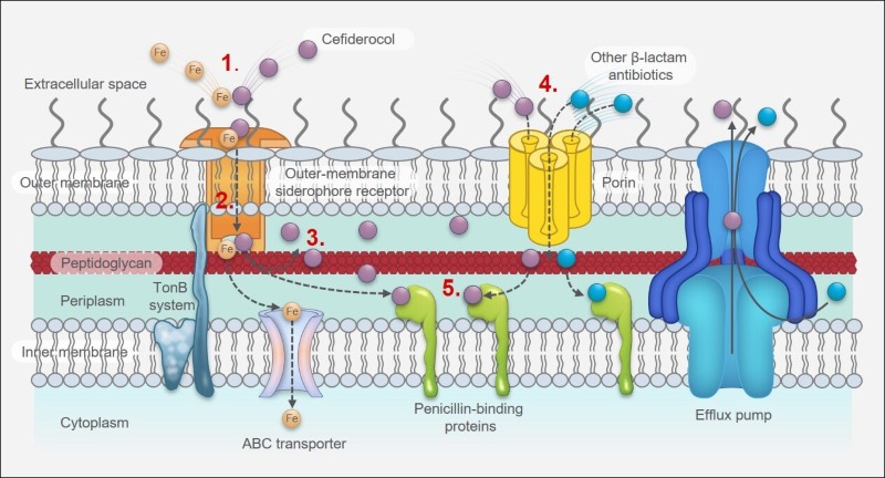 Antimicrobial resistance: Shionogi advocates policy change to address ...