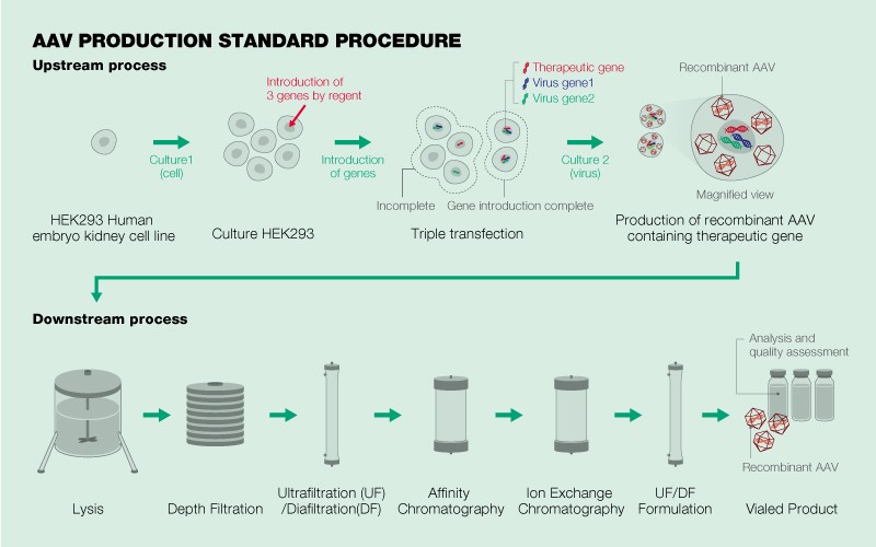 Overcoming the gene therapy manufacturing bottleneck