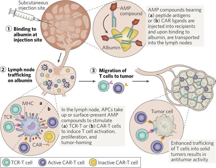 Orchestrating the immune system for precision immunity