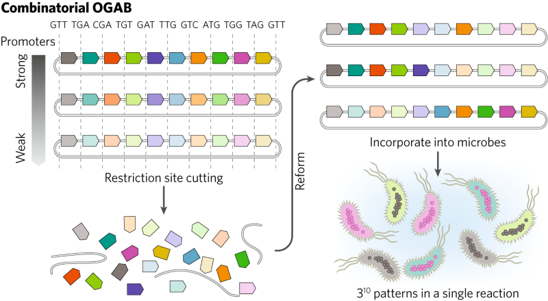 Using One Step Dna Assembly To Create Designer Dna