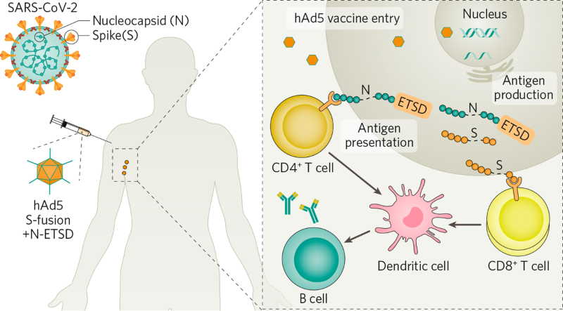 Fighting a war on two fronts: ImmunityBio targets cancer and COVID-19