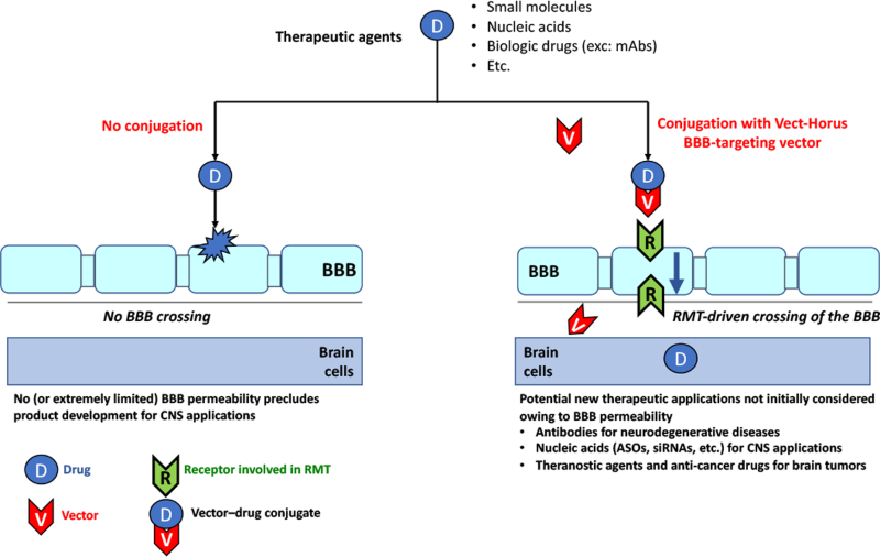 Customized Vectors For Targeted Drug Delivery