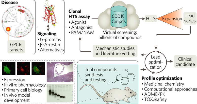 Unlocking Drug Development Opportunities In 350 GPCRs, Including 120 ...