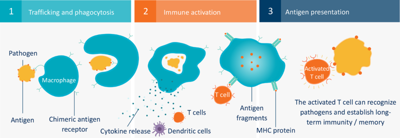 Carisma drives CAR-M engineered macrophage cancer therapy forward