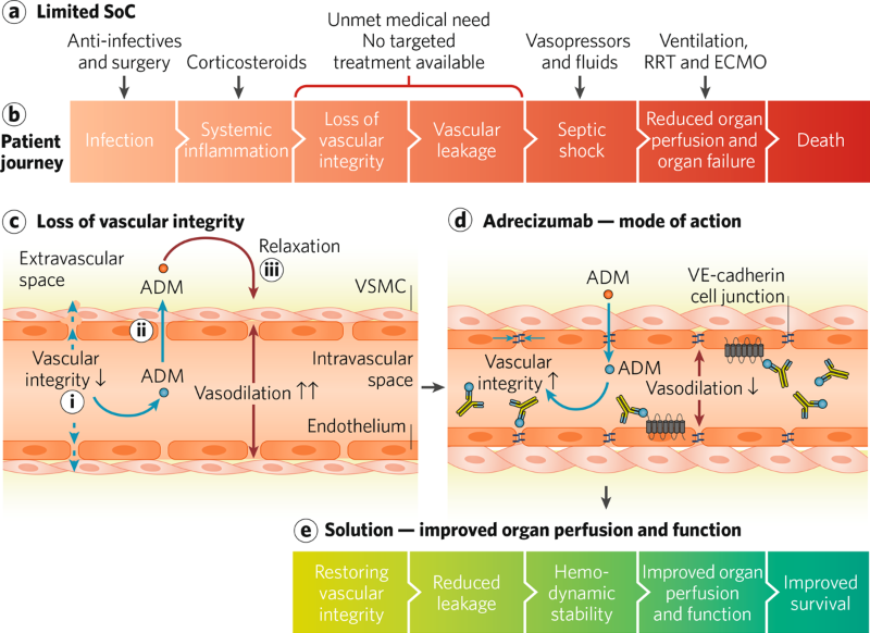 The key to treating sepsis and septic shock: matching treatment to ...