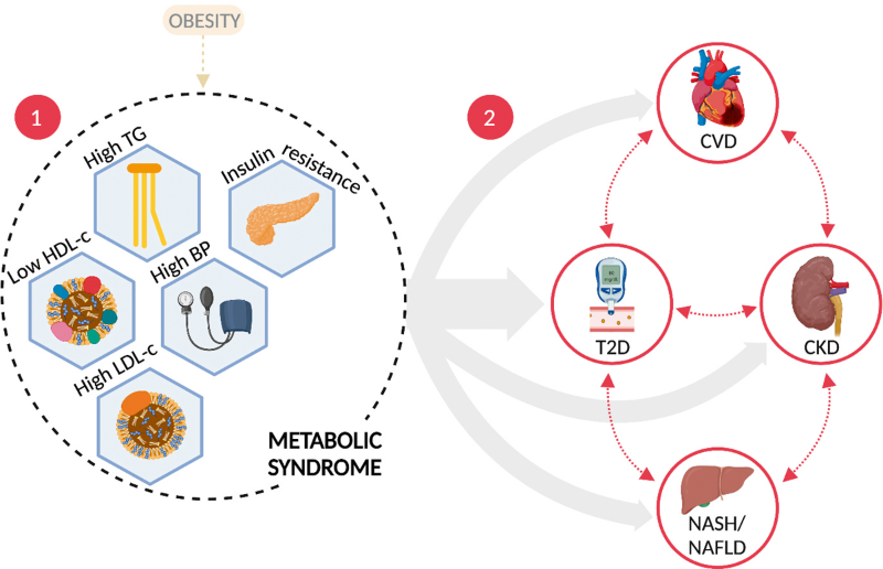 The metabolic syndrome