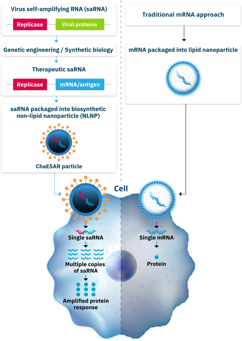 Amplifying the efficacy of RNA medicines