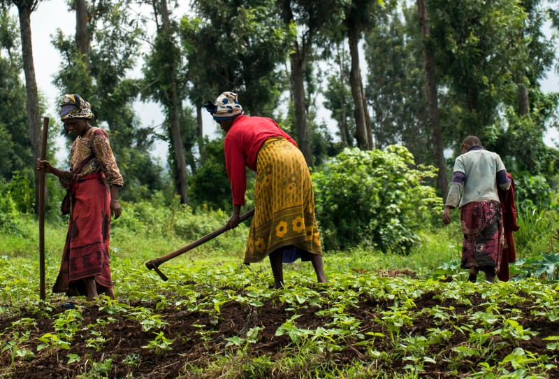 Climate change challenge to sustainable food systems