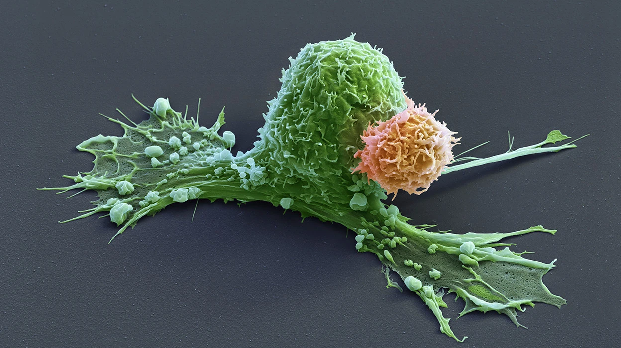 How to supercharge cancer-fighting cells: give them stem cell skills 