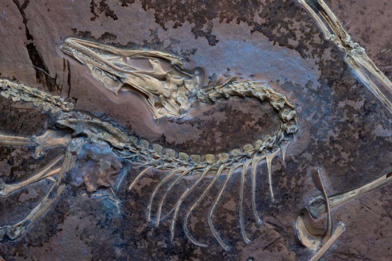 How did birds evolve? The answer is wilder than anyone thought