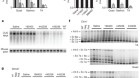 Targeting nuclear RNA for in vivo correction of myotonic dystrophy