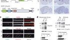 SHANK3 overexpression causes manic-like behaviour with unique pharmacogenetic properties