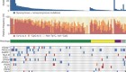 Landscape of genomic alterations in cervical carcinomas