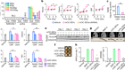 Coupling of bone resorption and formation by RANKL reverse signalling