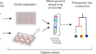 Population dynamics of normal human blood inferred from somatic mutations