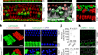 Trans-differentiation of outer hair cells into inner hair cells in the absence of INSM1