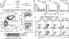 NR4A transcription factors limit CAR T cell function in solid tumours