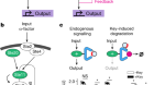 Modular and tunable biological feedback control using a de novo protein switch