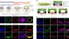 Controlled modelling of human epiblast and amnion development using stem cells